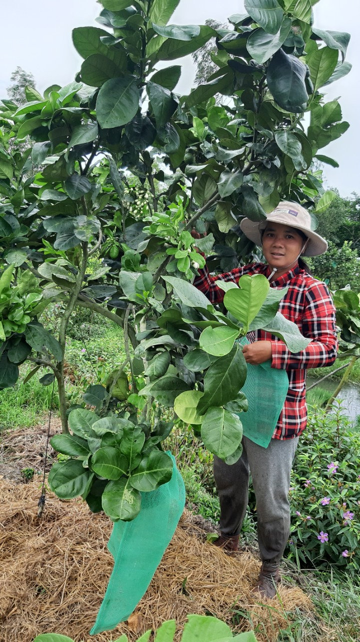 Chi Thuy dang cham soc vuon buoi.jpg